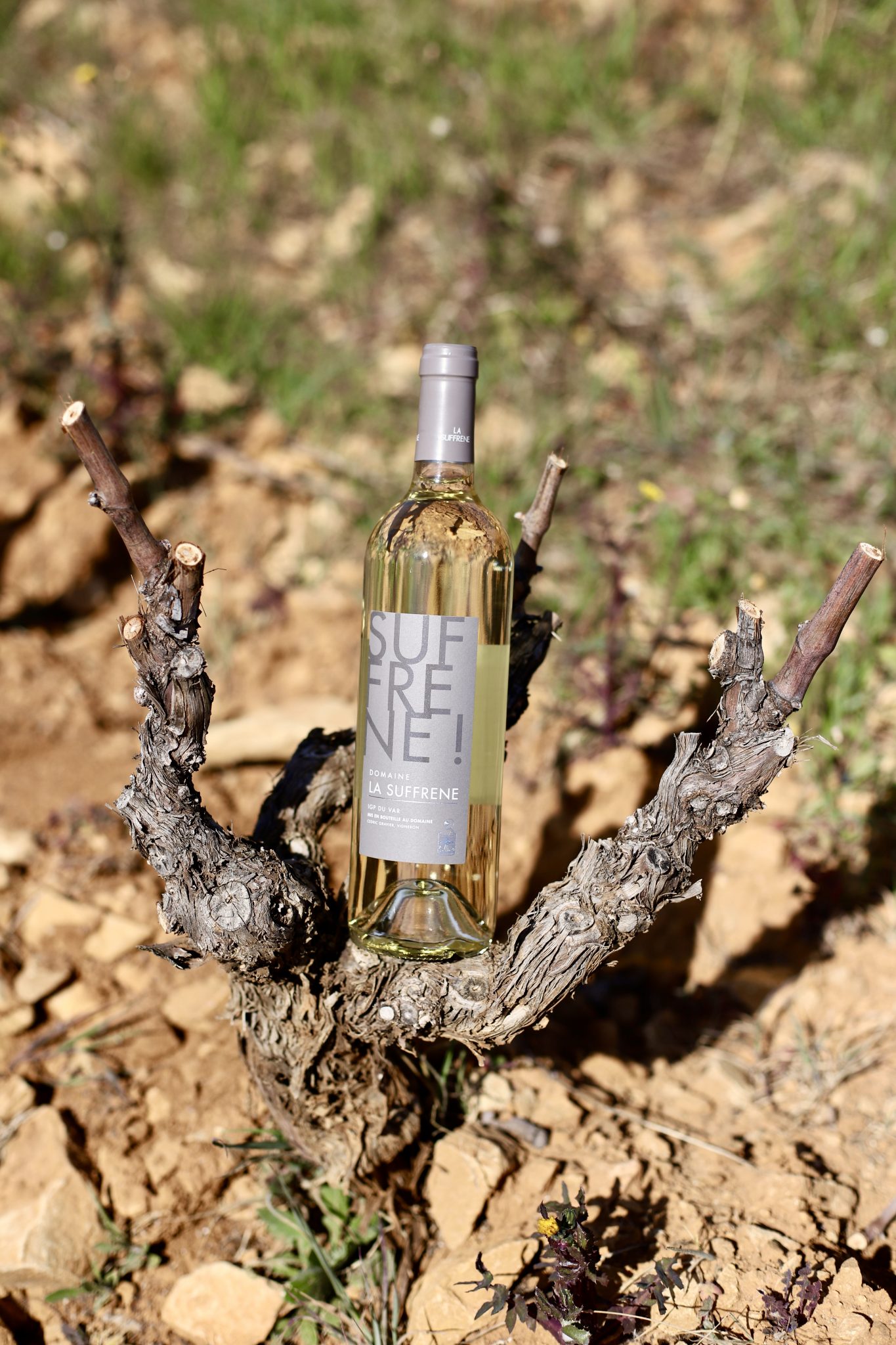 Conservation du vin blanc Domaine La Suffrène